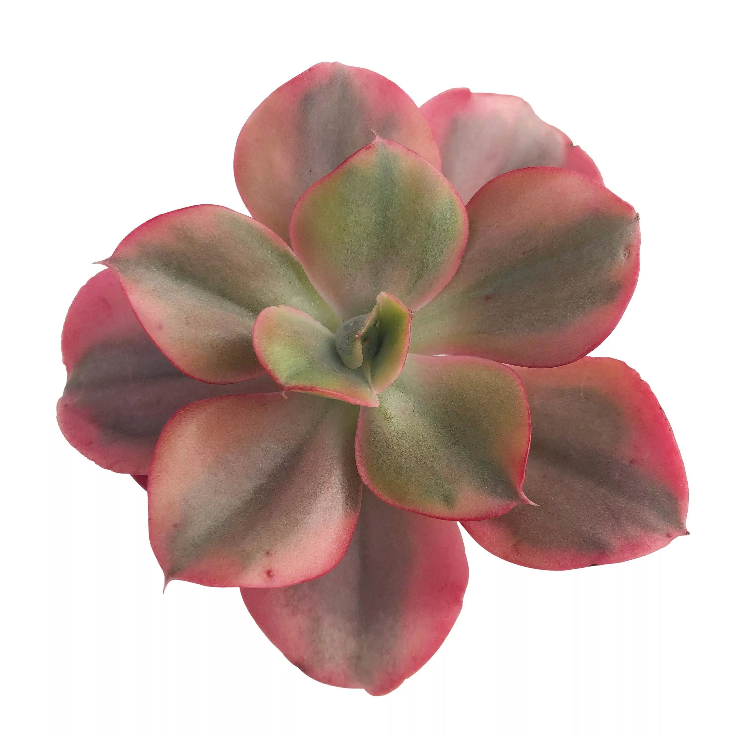 Echeveria Mini Gossaon, Variegata