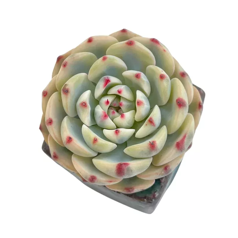 Echeveria Minima, Variegata, Small