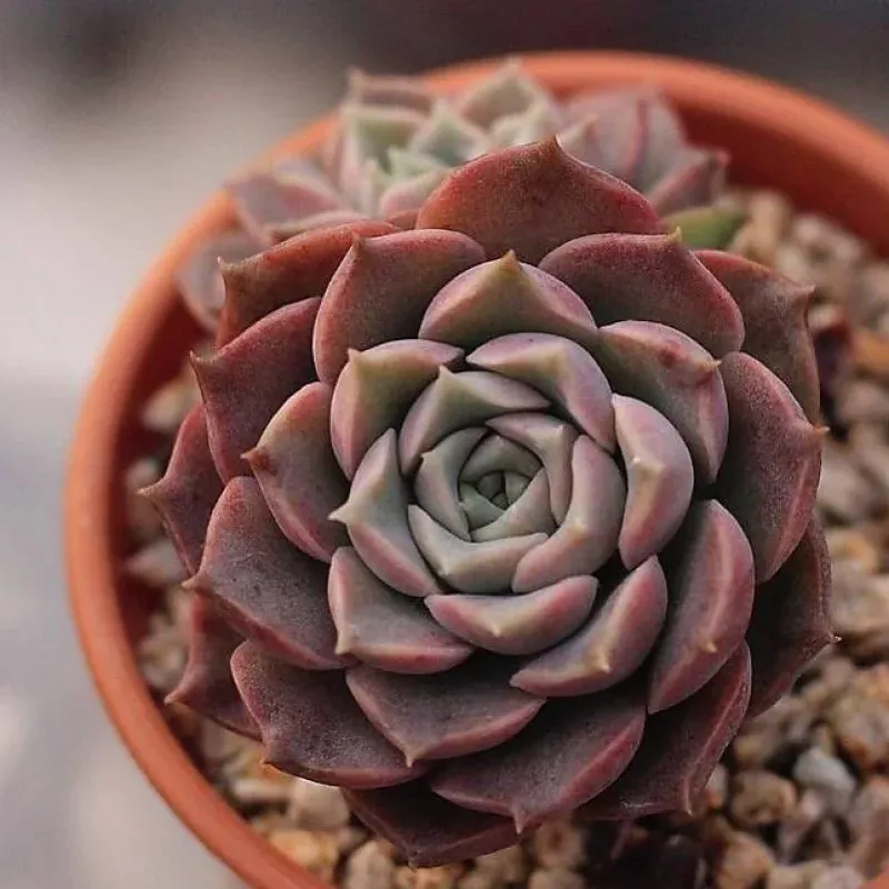 Echeveria Mochican, Double