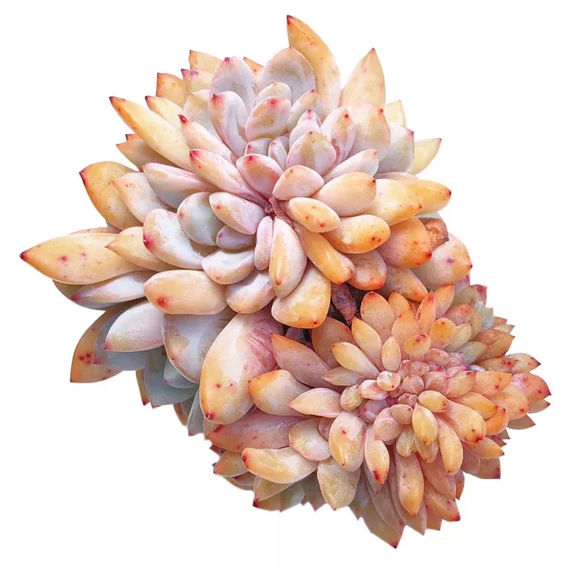Echeveria Monroe
