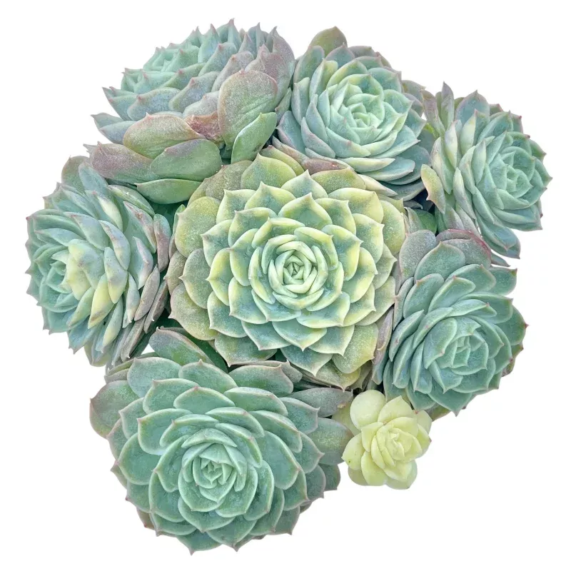 Echeveria Onslow, Variegated Cluster