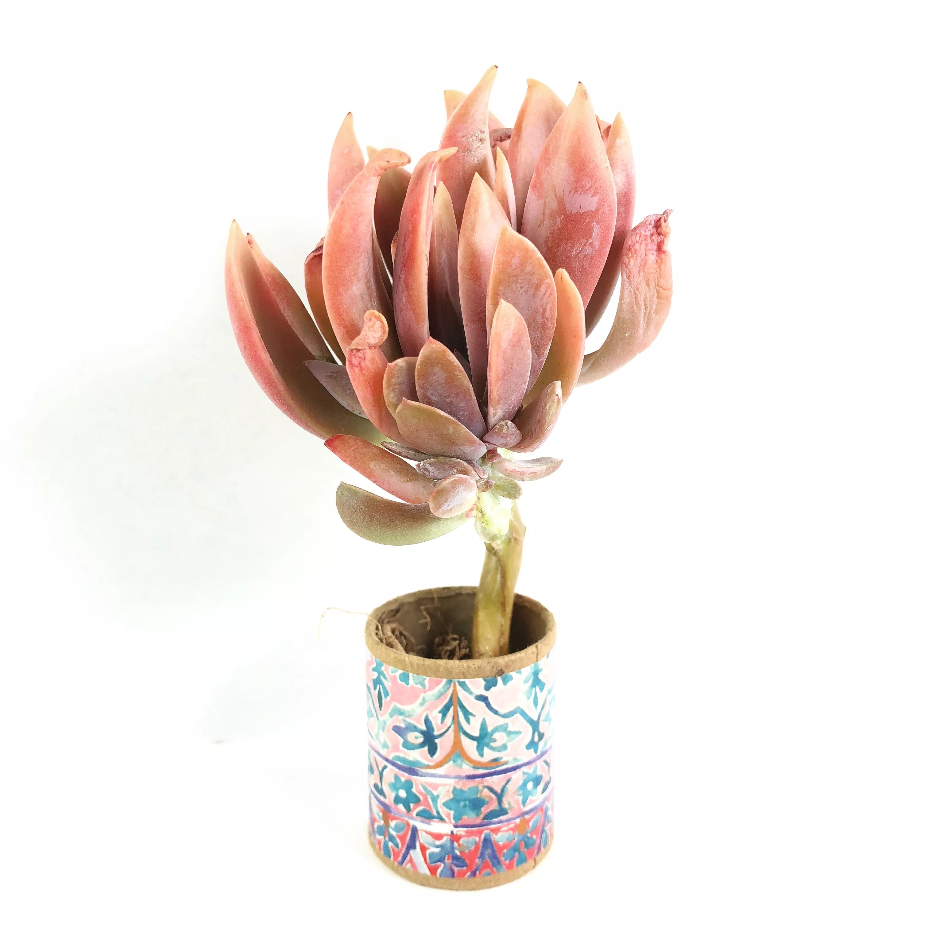 Echeveria Opal Cristata