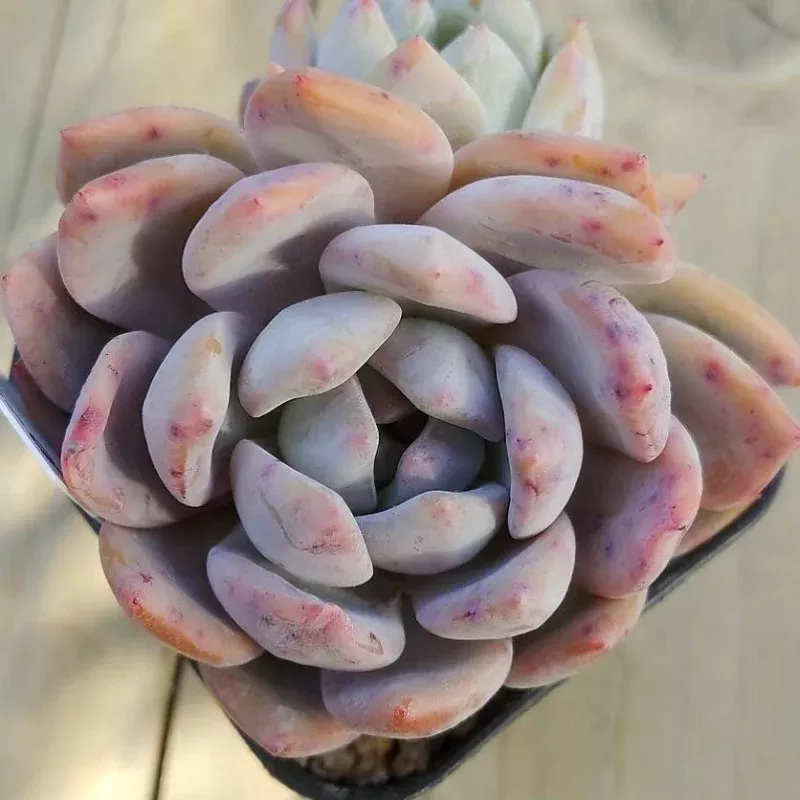 Echeveria Orange Monroe, Double, (Not so Random)