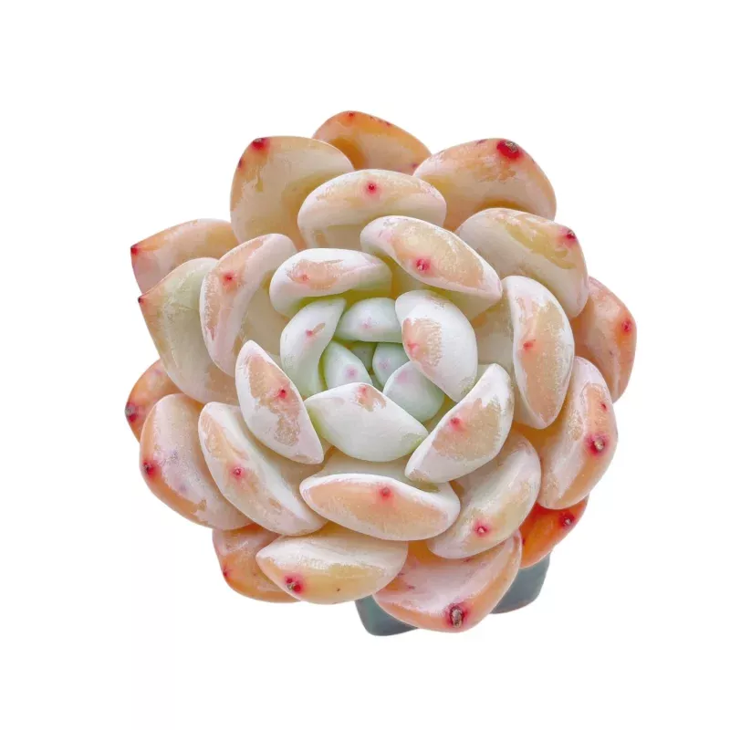 Echeveria Orange Monroe