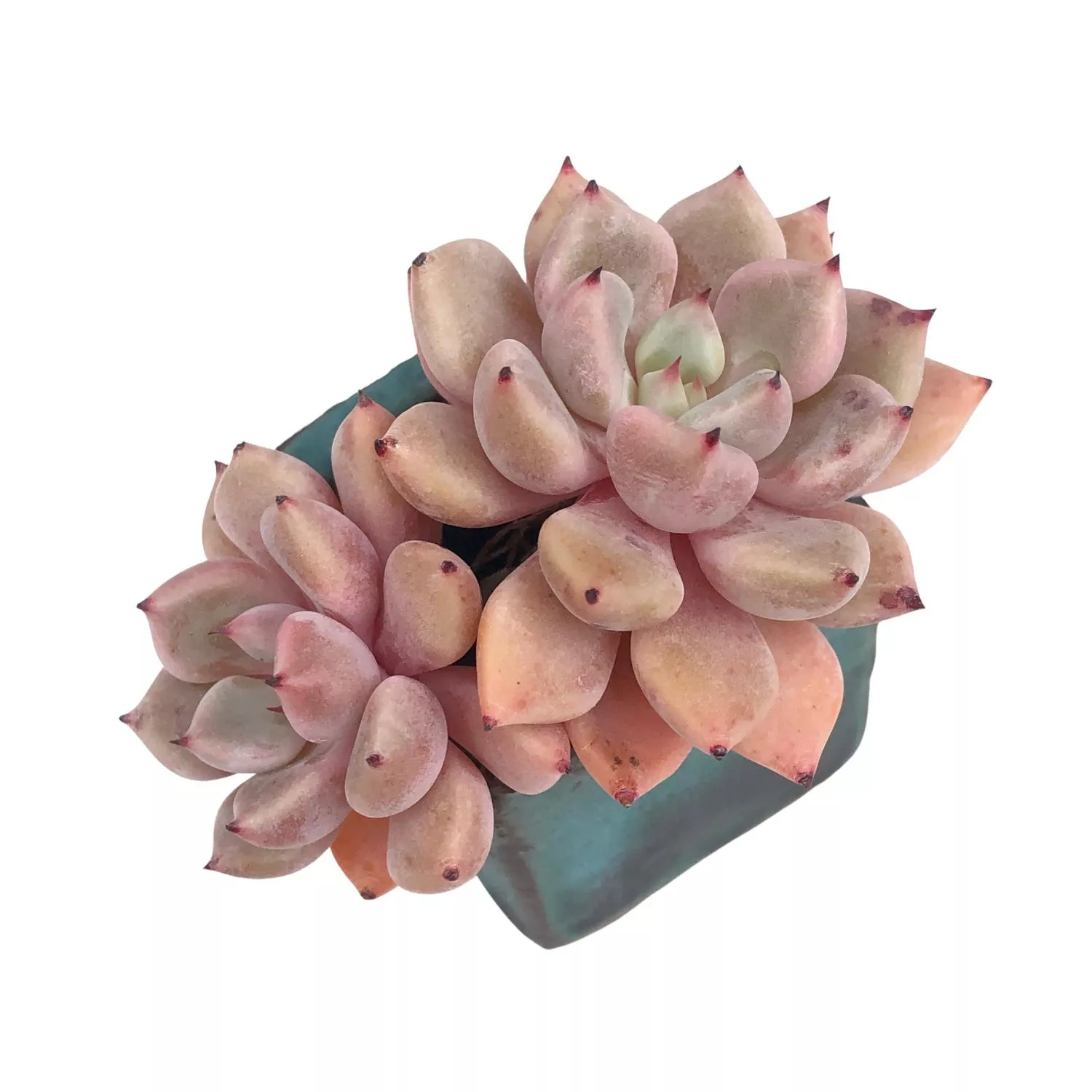 Echeveria Orange Sherbet, Double (Small)