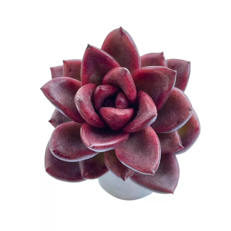 Echeveria Pine Rose (Small Cutting)