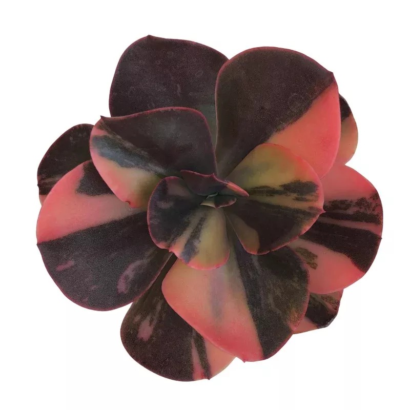 Echeveria Prima Donna