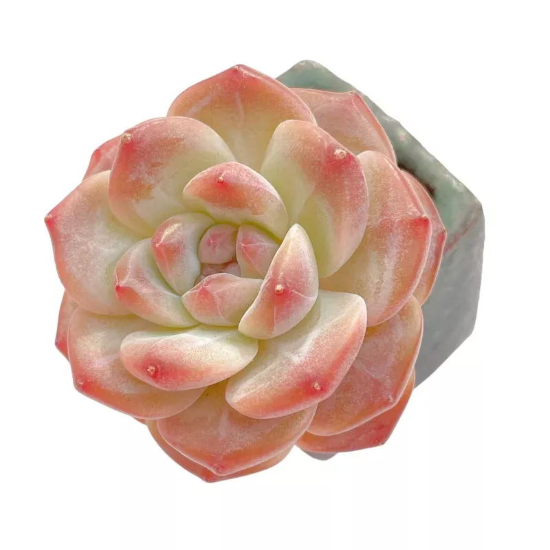 Echeveria Pumpkin (Small)