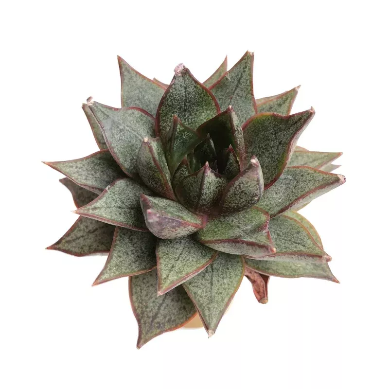 Echeveria Purpusorum, White Form (Not Perfect)