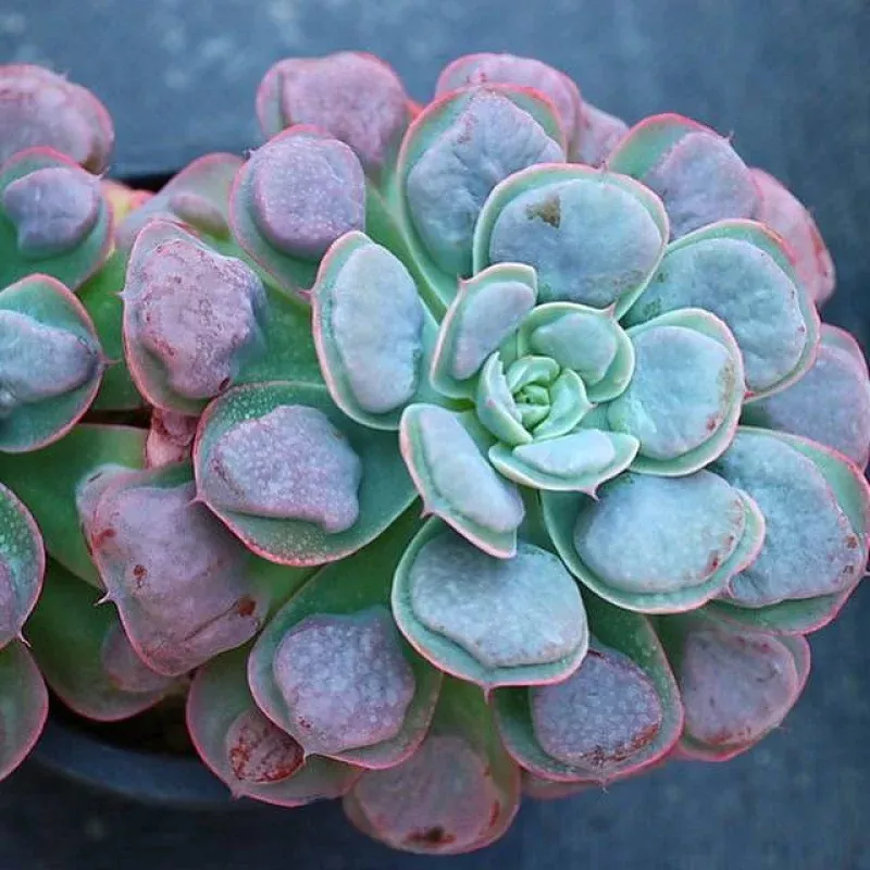 Echeveria Raindrops, Double, Huge, (Not so Random)