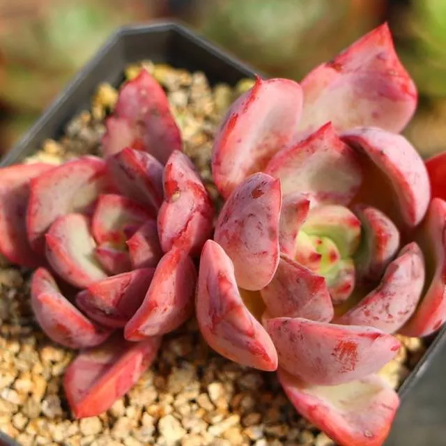‘Echeveria ‘Rancia,’ (Not so Random)