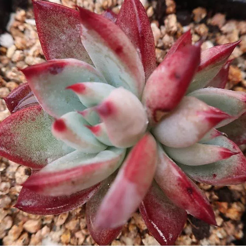 Echeveria Ratam, BLEMISHED (Video)
