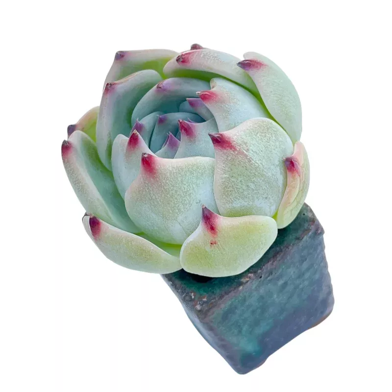 Echeveria Ruby Brush