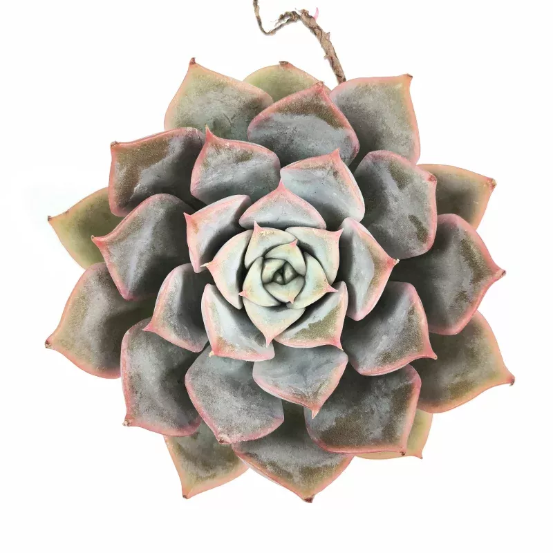 Echeveria Ryusinda