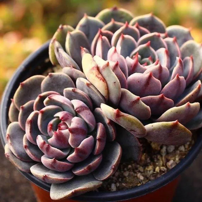 Echeveria Santa Rosa, Double, (Random)