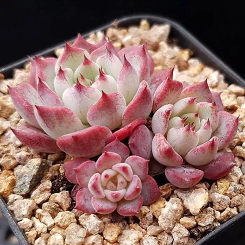 Echeveria Sarahime, Triple, (Not so Random)