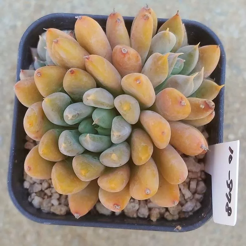 Echeveria Sesame, (Not so Random)