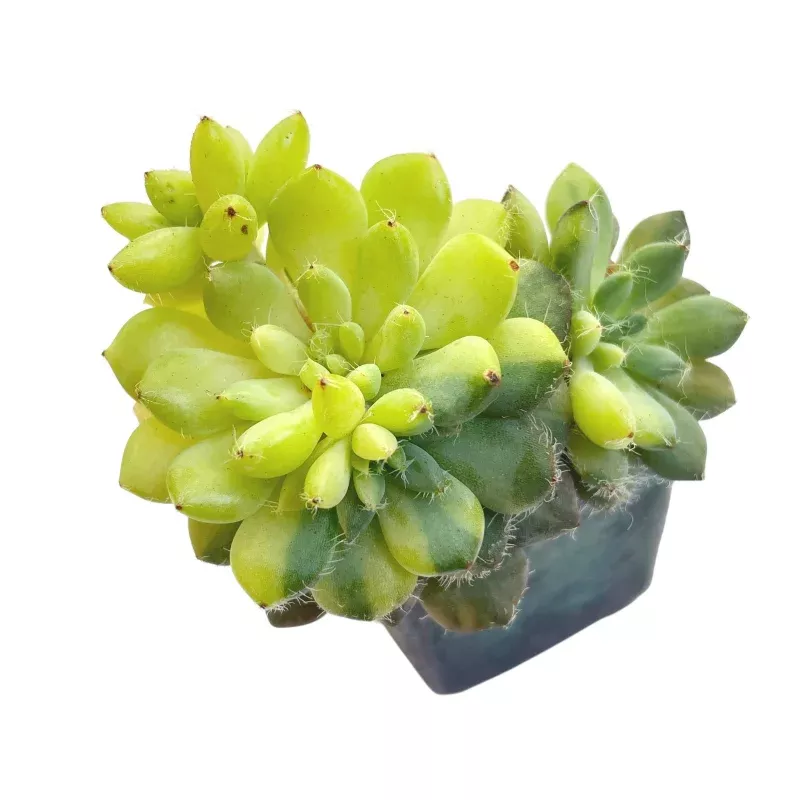 Echeveria Setosa, Variegata