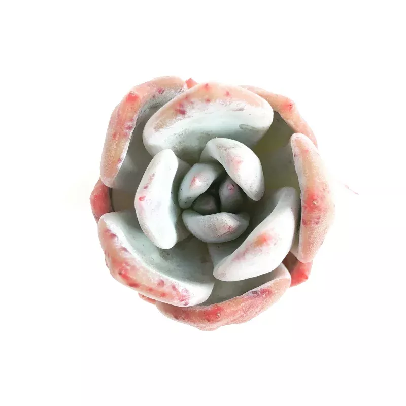 Echeveria Silver Ring Hybrid