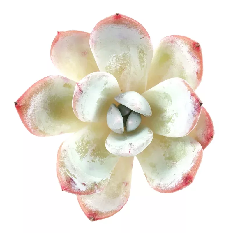 Echeveria Silver Ring