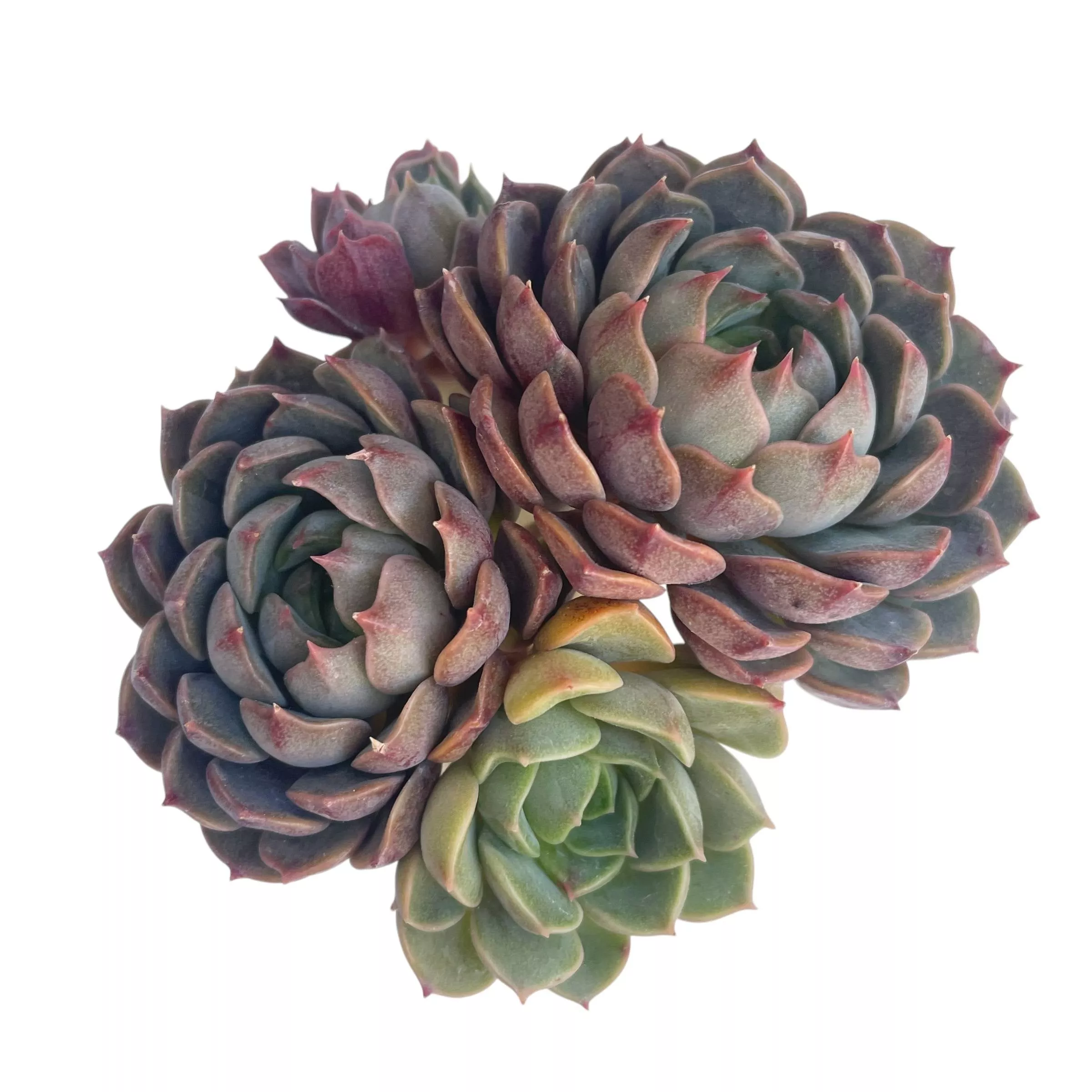 Echeveria Stella Cluster