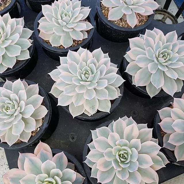 Echeveria 'Subsessilis', Variegata (Random)