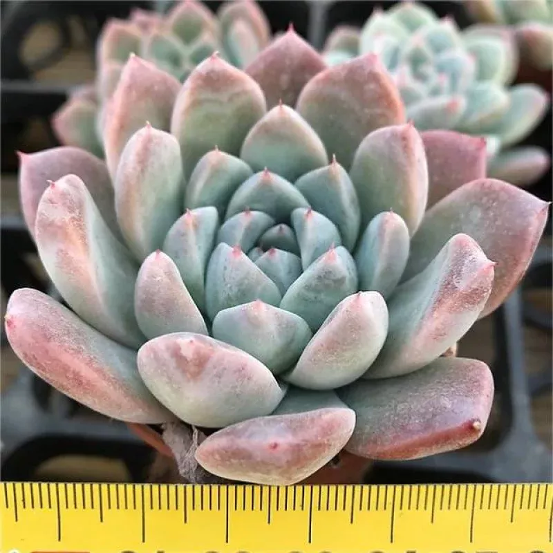 Echeveria Suburb, (Random)