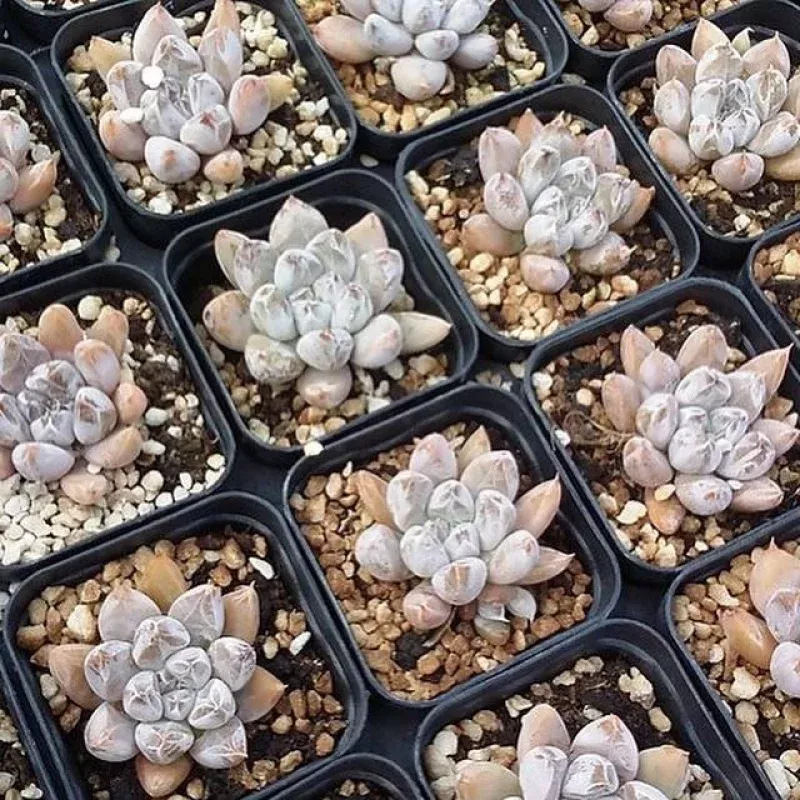 Echeveria Tolimanensis Hybrid, (Random)