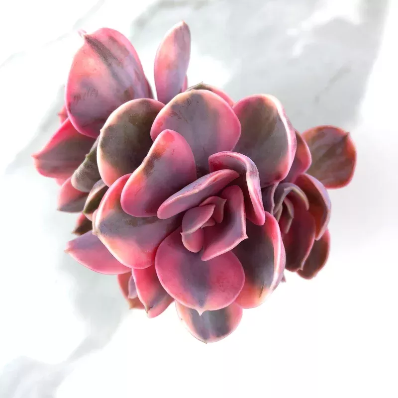 Echeveria West Rainbow (Four Heads +pup)