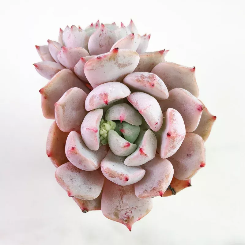 Echeveria 'White Iyni,' (Double)