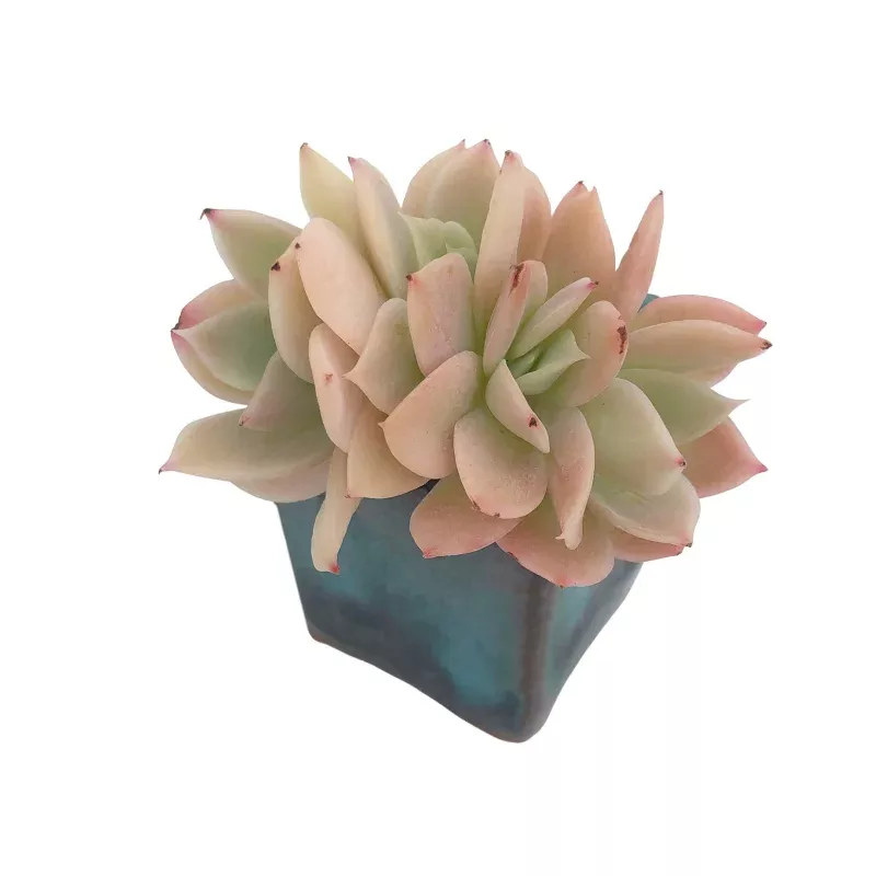 Echeveria White Snow, Small Cluster