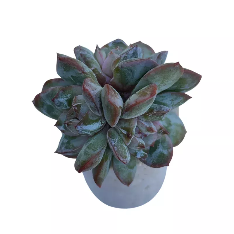 Echeveria Yaoyu, Small Triple