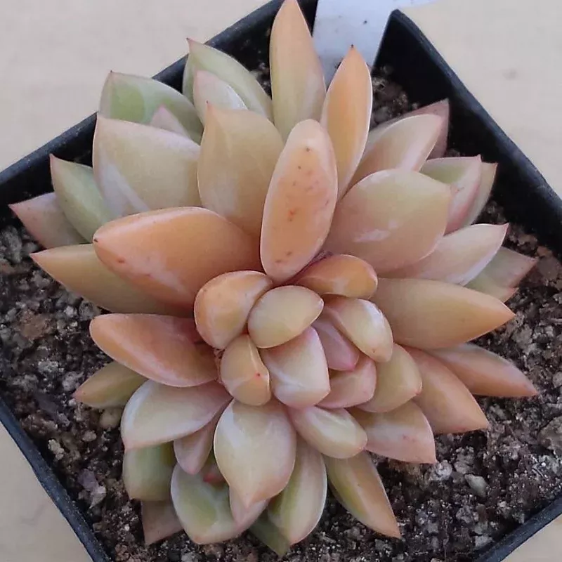 Echeveria Yellow Champagne, Cluster (Not so Random)