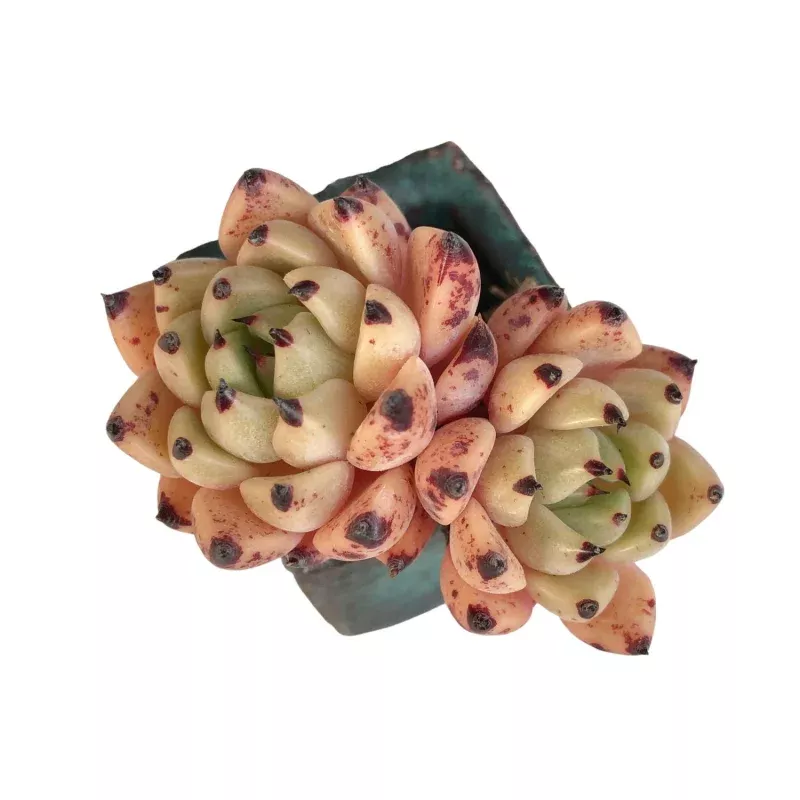 Echeveria Zaragosa (Classic Type, Small Double)