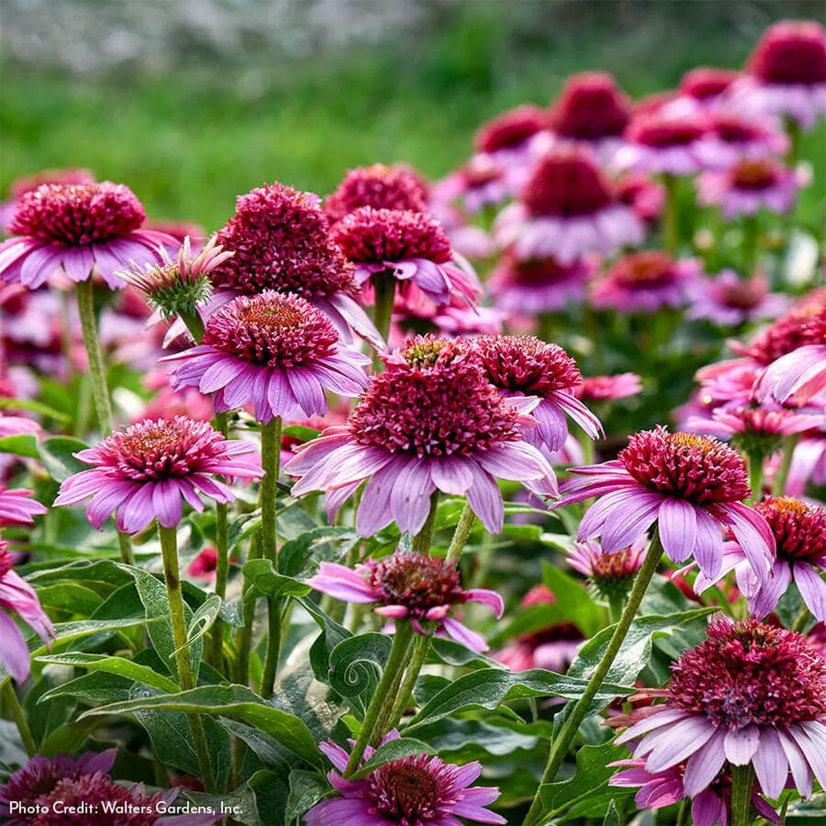 Echinacea Double Coded ‘Everything’s Rosy’ Coneflower