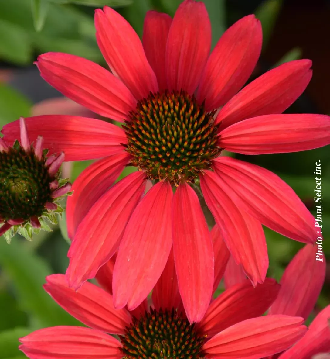 Echinacea Dream™ Series ‘Glowing Dream’