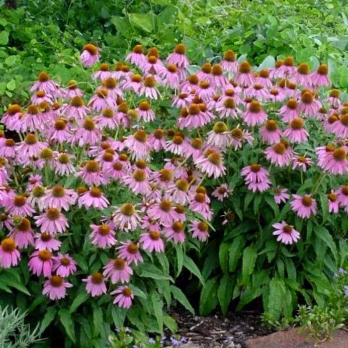 Echinacea ‘Kim’s Knee High’ Coneflower