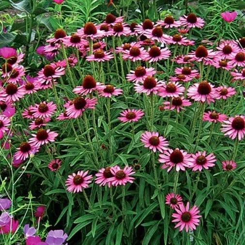 Echinacea ‘Pixie Meadowbrite’ – Coneflower
