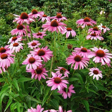 Echinacea ‘Pixie Meadowbrite’