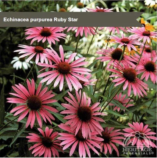 Echinacea ‘Ruby Star’