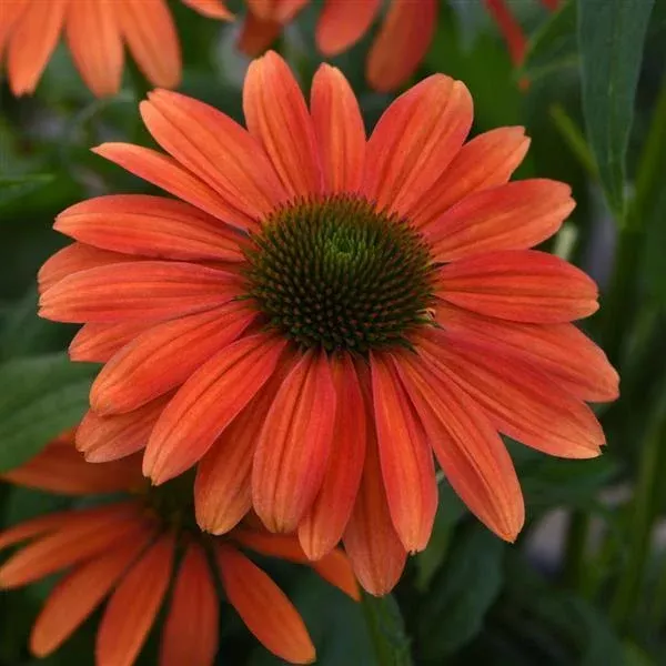 Echinacea Sombrero `Tango Tangerine`