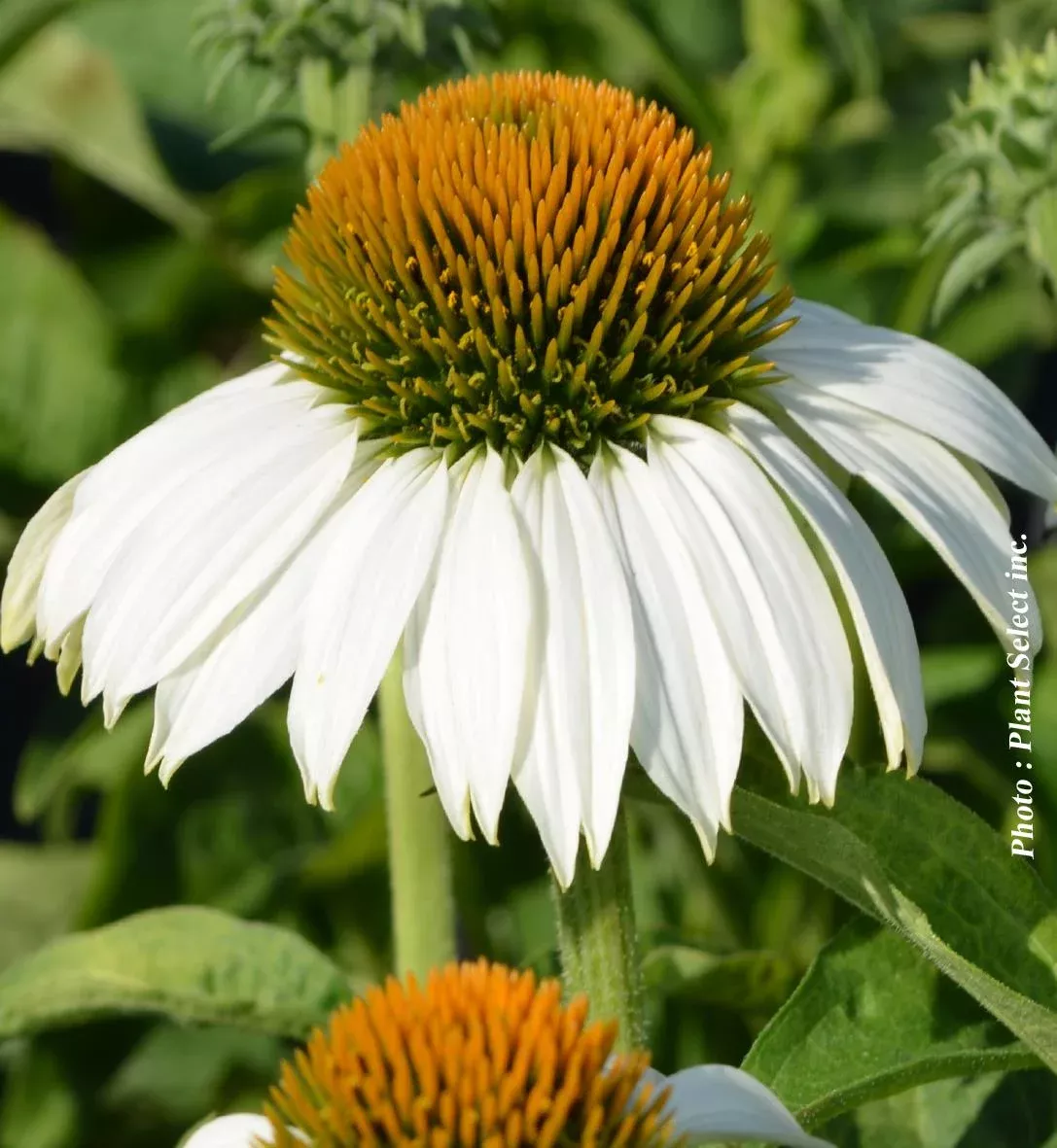 Echinacea ‘White Swan’