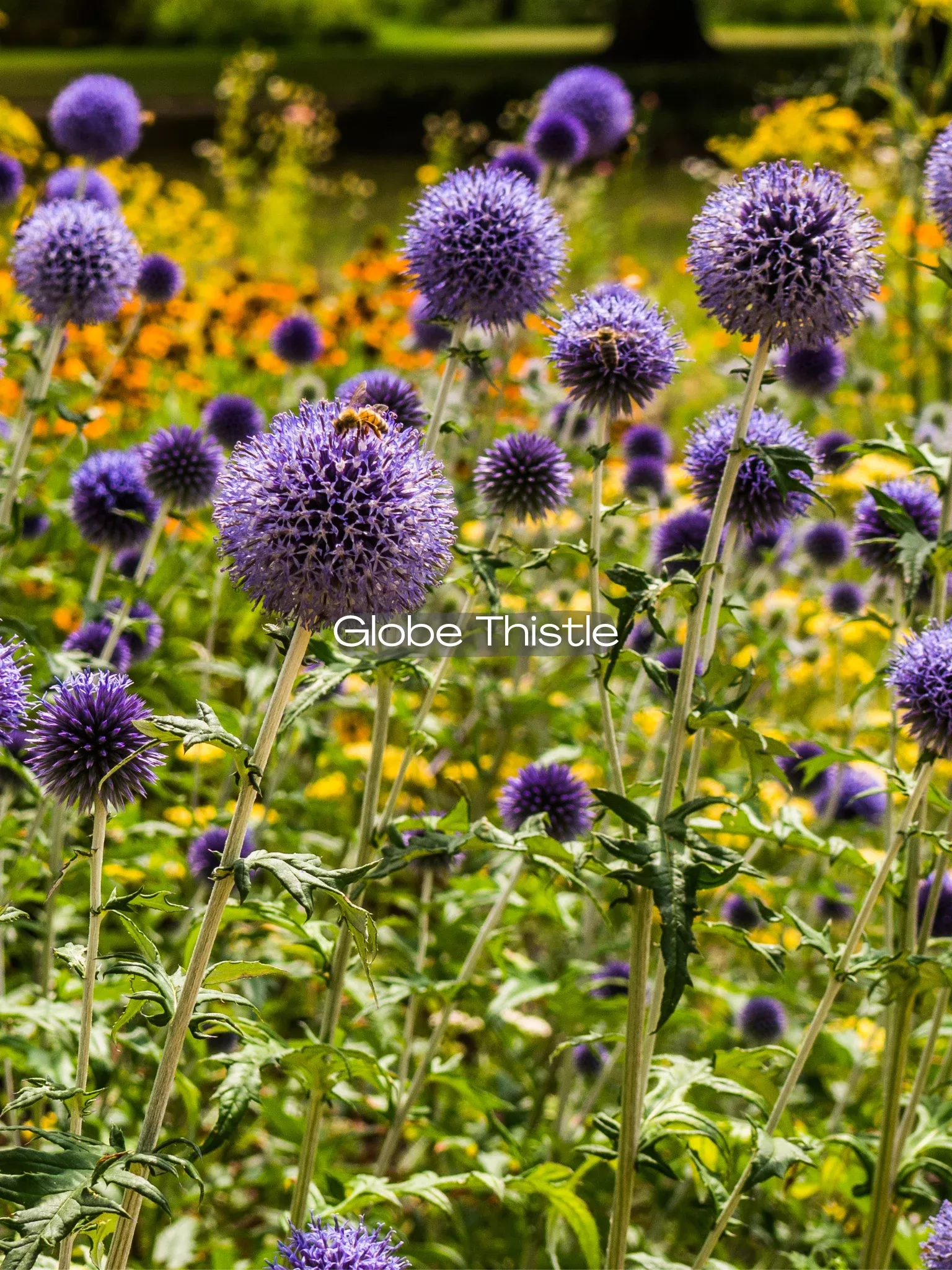 Echinops