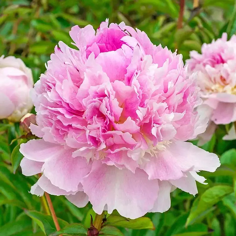 Eden’s Perfume Peony