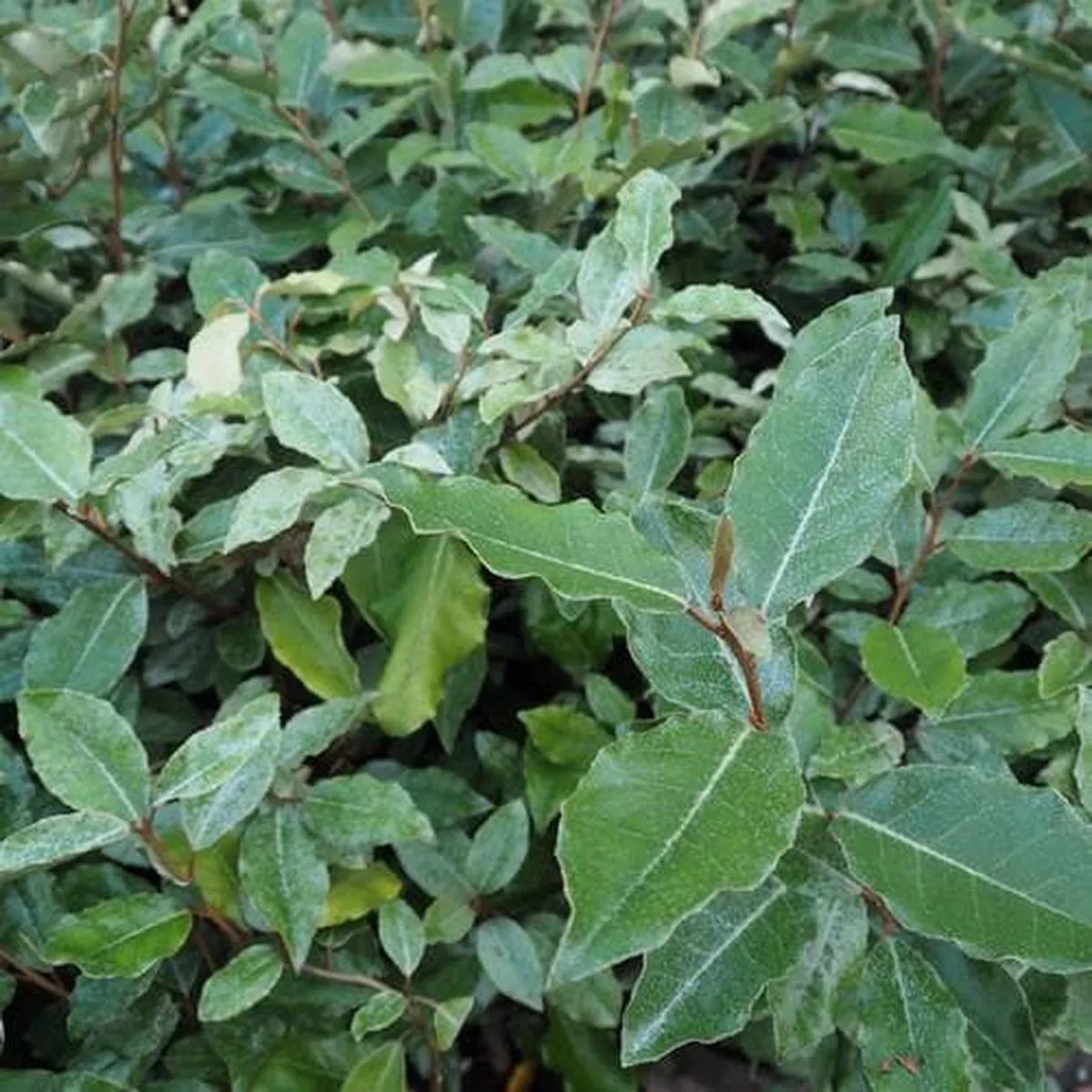 Elaeagnus x ebbingei Pot | 3L / 1ft / Not provided