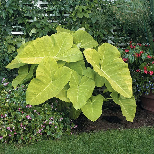 Elephant Ear Lime Zinger (Xanthosoma hybrid)