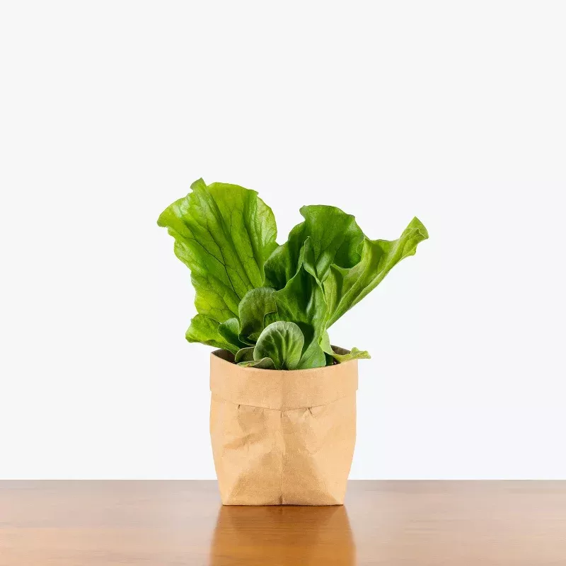 Elephant Ear Staghorn Fern