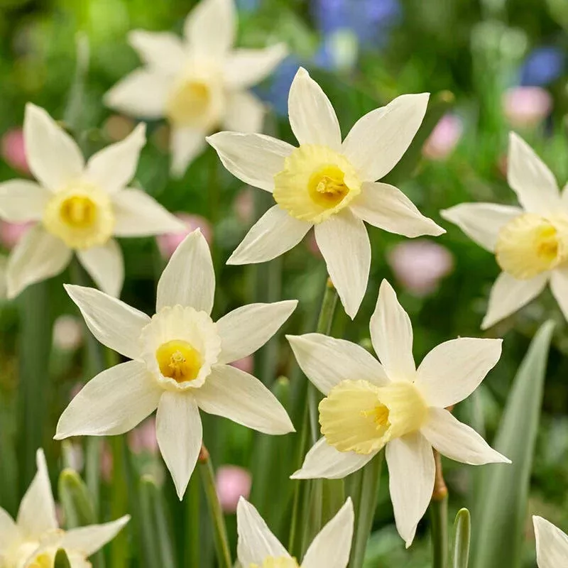 Elka Mini Trumpet Daffodil