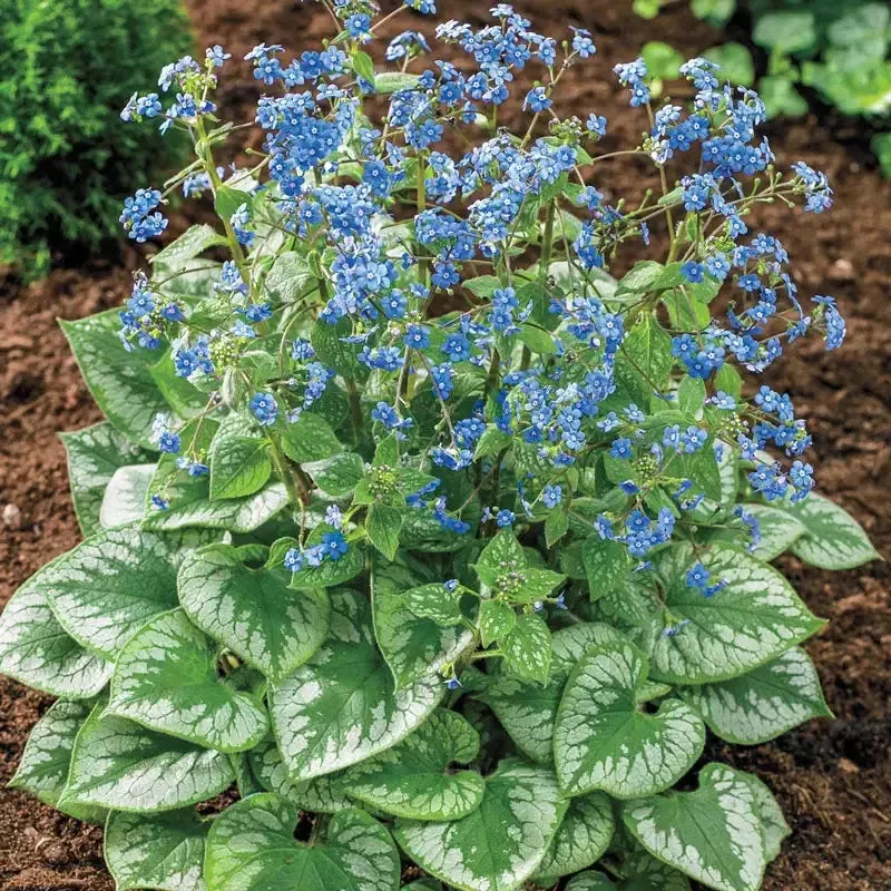 Emerald Mist Brunnera