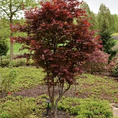 Emperor I Japanese Maple